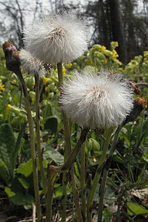 Tussilago farfara \ Huflattich / Colt's-Foot, D Weinheim an der Bergstraße 22.4.2006