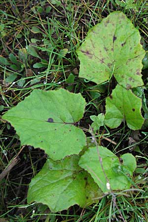 Tussilago farfara, Huflattich