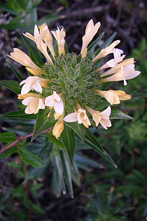 Collomia grandiflora \ Groblumige Leimsaat, D Kellenbach 16.6.2008