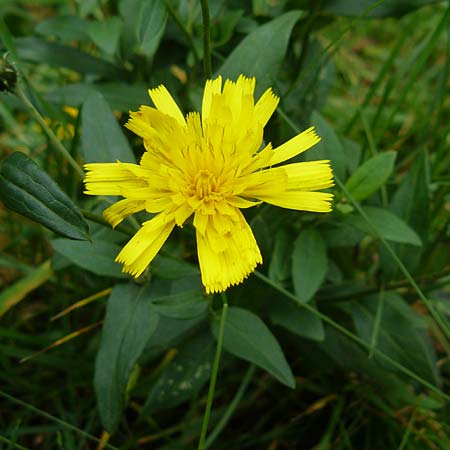 Hieracium laevigatum \ Glattes Habichtskraut, D Bensheim 12.10.2014