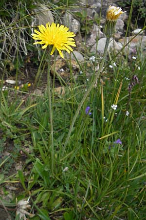 Crepis alpestris / Alpine Hawk's-Beard, D Immenstadt 21.6.2011