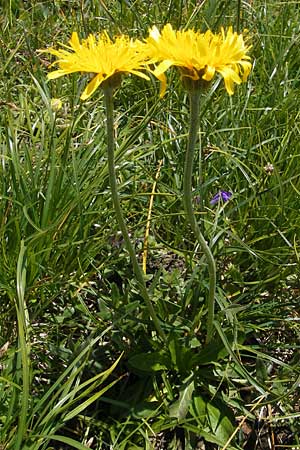 Crepis alpestris \ Alpen-Pippau, Voralpen-Pippau, D Immenstadt 21.6.2011