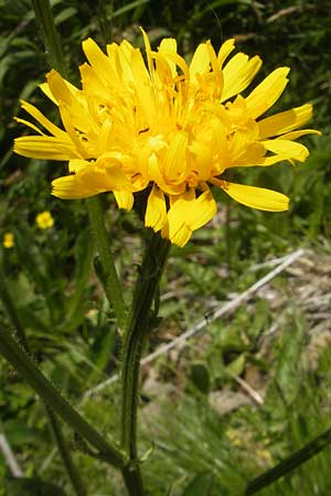 Crepis pyrenaica \ Grokpfiger Pippau, D Oberstdorf 22.6.2011