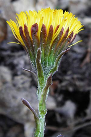 Tussilago farfara \ Huflattich / Colt's-Foot, D Neustadt an der Weinstraße 9.3.2014