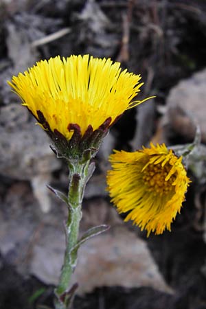 Tussilago farfara \ Huflattich, D Neustadt an der Weinstraße 9.3.2014