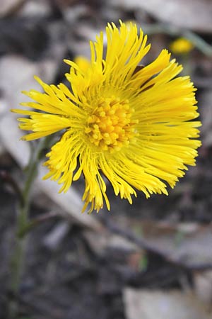 Tussilago farfara \ Huflattich / Colt's-Foot, D Neustadt an der Weinstraße 9.3.2014