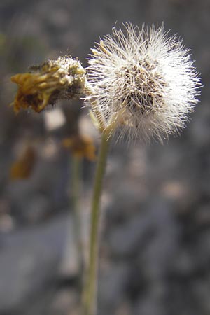 Hieracium piloselloides \ Florentiner Habichtskraut / Florence Hawkweed, D Lauda-Königshofen 30.5.2011