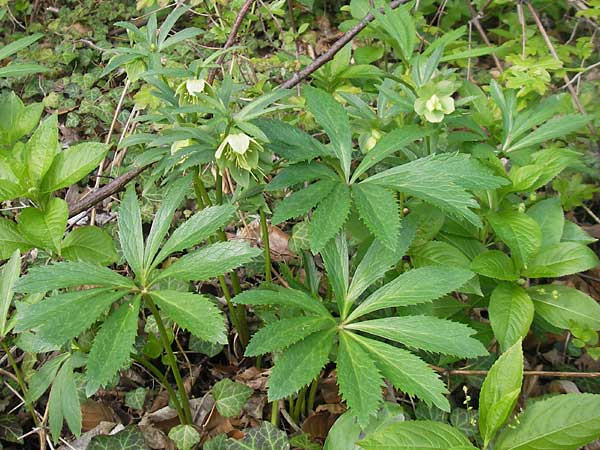 Helleborus viridis \ Grne Nieswurz / Green Hellebore, D Taunus, Hahnstätten 30.4.2012