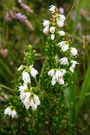 Calluna vulgaris \ Heidekraut, Besen-Heide, D Schwarzwald, Ruhestein 10.8.2014