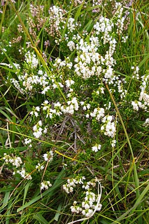 Calluna vulgaris \ Heidekraut, Besen-Heide / Heather, D Schwarzwald/Black-Forest, Ruhestein 10.8.2014