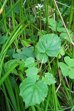 Circaea alpina \ Alpen-Hexenkraut, D Odenwald, Erbach 19.8.2009