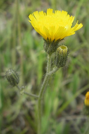 Hieracium caespitosum x pilosella \ Hybrid-Wiesen-Habichtskraut, D Elztal-Dallau 12.5.2012