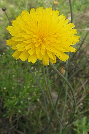 Hypochaeris radicata / Common Cat's-Ear, D Waghäusel 16.9.2006