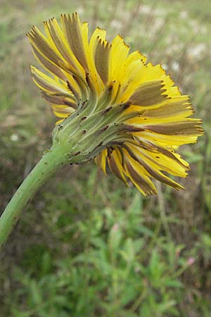 Hypochaeris radicata \ Gewhnliches Ferkelkraut, D Waghäusel 16.9.2006