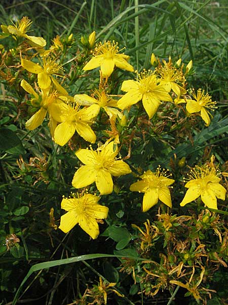 Hypericum perforatum \ Echtes Johanniskraut, Tpfel-Hartheu / Perforate St. John's-Wort, D Waghäusel 16.9.2006