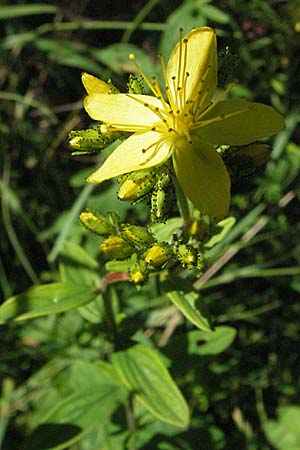 Hypericum hirsutum \ Behaartes Johanniskraut / Hairy St. John's-Wort, D Mosbach 7.7.2007