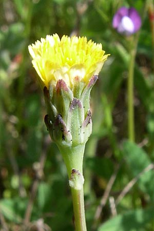 Hypochaeris glabra \ Kahles Ferkelkraut, Sand-Ferkelkraut / Smooth Cat's-Ear, D Waghäusel-Wiesental 3.5.2008