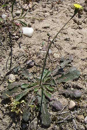 Hypochaeris glabra \ Kahles Ferkelkraut, Sand-Ferkelkraut, D Waghäusel-Wiesental 3.5.2008