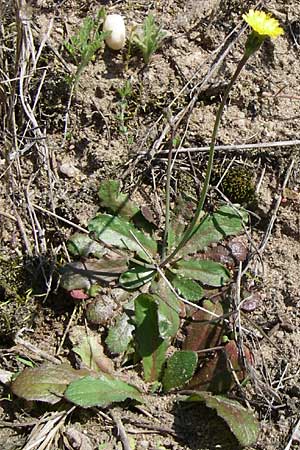 Hypochaeris glabra \ Kahles Ferkelkraut, Sand-Ferkelkraut, D Waghäusel-Wiesental 3.5.2008