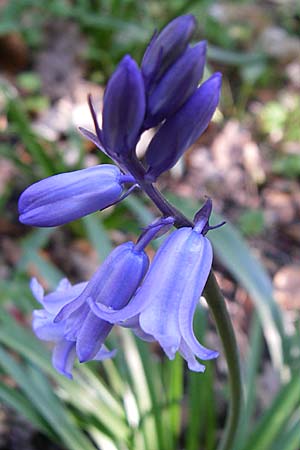 Hyacinthoides hispanica x non-scripta \ Hybrid-Hasenglckchen / Bluebell Hybrid, D Weinheim an der Bergstraße 6.5.2008