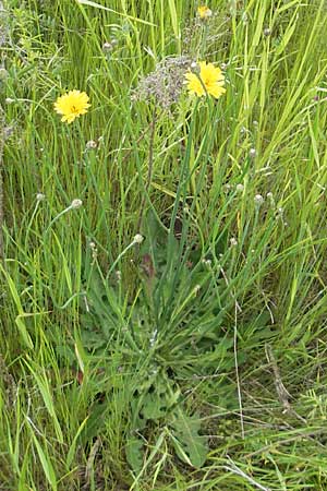 Hypochaeris radicata \ Gewhnliches Ferkelkraut, D Mannheim 16.5.2009