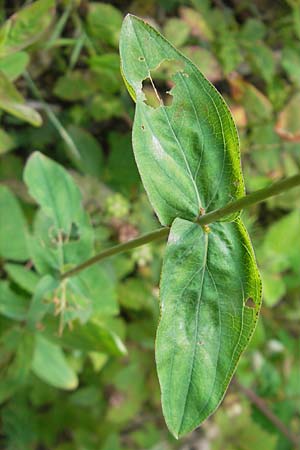 Hypericum montanum \ Berg-Johanniskraut, D Weinheim an der Bergstraße 23.7.2009