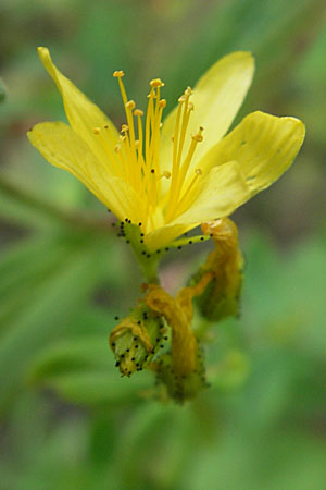 Hypericum hirsutum \ Behaartes Johanniskraut / Hairy St. John's-Wort, D Weinheim an der Bergstraße 23.7.2009