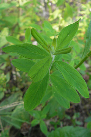 Hypericum hirsutum \ Behaartes Johanniskraut, D Weinheim an der Bergstraße 23.7.2009