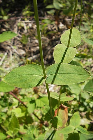 Hypericum montanum \ Berg-Johanniskraut, D Weinheim an der Bergstraße 26.7.2009