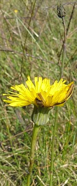 Hypochaeris glabra \ Kahles Ferkelkraut, Sand-Ferkelkraut, D Reilingen 24.9.2007