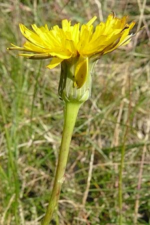 Hypochaeris glabra \ Kahles Ferkelkraut, Sand-Ferkelkraut / Smooth Cat's-Ear, D Reilingen 24.9.2007