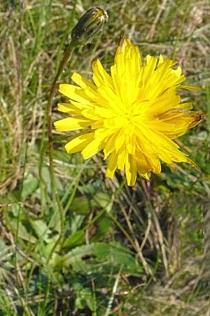 Hypochaeris glabra \ Kahles Ferkelkraut, Sand-Ferkelkraut, D Reilingen 24.9.2007