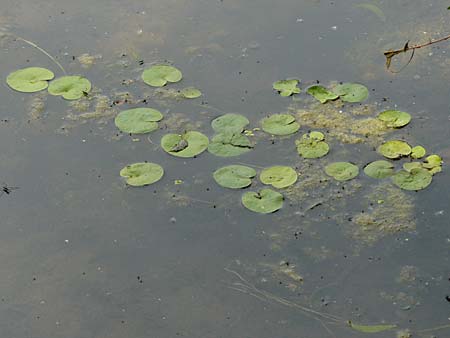 Hydrocharis morsus-ranae \ Froschbiss / Frogbit, D Karlsruhe Fritschlach 26.7.2008