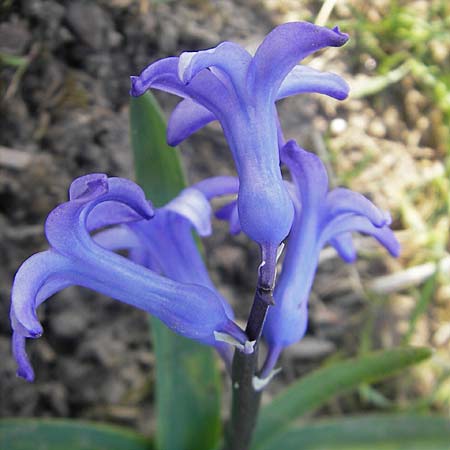 Hyacinthus orientalis \ Garten-Hyazinthe / Garden Hyacinth, D Guntersblum 29.3.2011