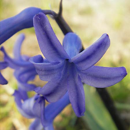 Hyacinthus orientalis \ Garten-Hyazinthe, D Guntersblum 29.3.2011