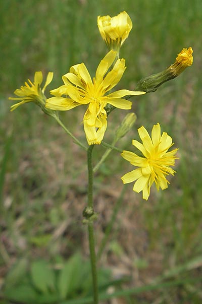 Crepis praemorsa \ Abbiss-Pippau, Trauben-Pippau, D Mosbach 12.5.2012