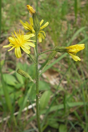 Crepis praemorsa \ Abbiss-Pippau, Trauben-Pippau / Leafless Hawk's-Beard, D Mosbach 12.5.2012