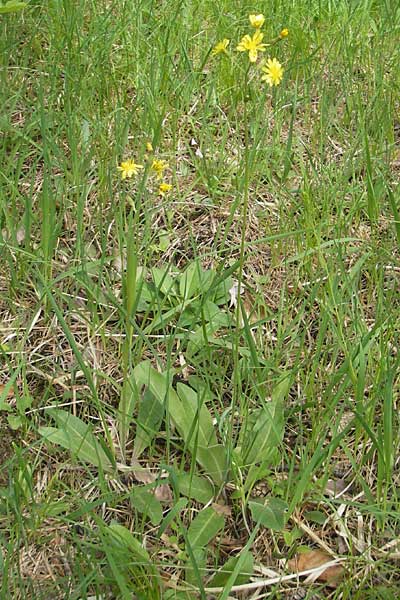 Crepis praemorsa \ Abbiss-Pippau, Trauben-Pippau, D Mosbach 12.5.2012
