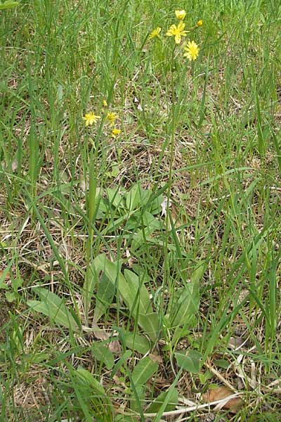 Crepis praemorsa \ Abbiss-Pippau, Trauben-Pippau / Leafless Hawk's-Beard, D Mosbach 12.5.2012