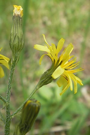 Crepis praemorsa \ Abbiss-Pippau, Trauben-Pippau, D Mosbach 12.5.2012