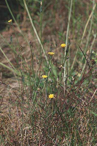 Hypochaeris glabra \ Kahles Ferkelkraut, Sand-Ferkelkraut, D Reilingen 15.9.2007