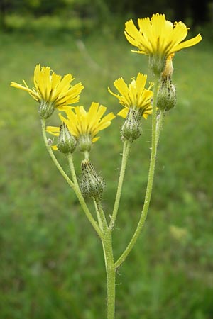 Hieracium zizianum \ Ziz' Habichtskraut / Ziz' Hawkweed, D Keltern 9.6.2010