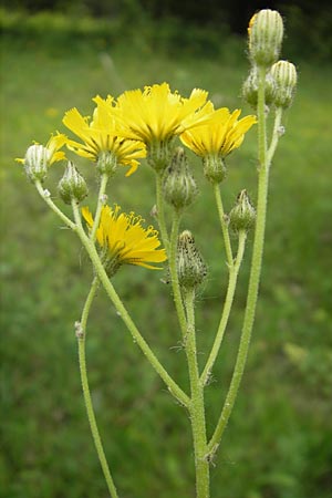 Hieracium zizianum \ Ziz' Habichtskraut, D Keltern 9.6.2010