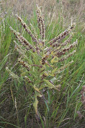 Cynoglossum officinale / Hound's-Tongue, D Mannheim 28.6.2012