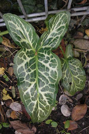 Arum italicum / Italian Lords and Ladies, D Mannheim 23.10.2011