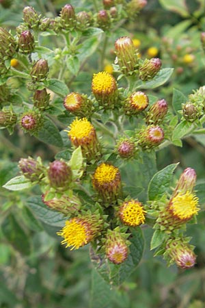 Pentanema squarrosum \ Drrwurz / Ploughman's Spikenard, D Neckarsteinach 26.7.2011