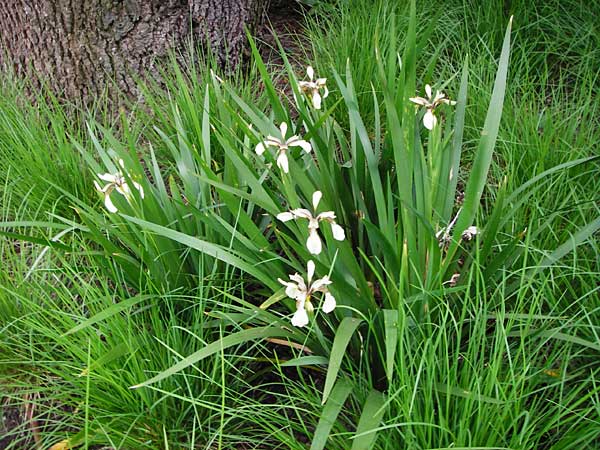 Iris foetidissima \ belriechende Schwertlilie, Korallen-Iris / Stinking Iris, Gladwin Iris, D Weinheim an der Bergstraße, Botan. Gar.  Hermannshof 27.5.2014