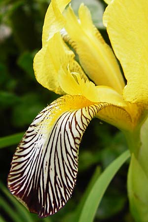 Iris variegata \ Bunte Schwertlilie / Hungarian Iris, D Eichstätt 17.6.2014