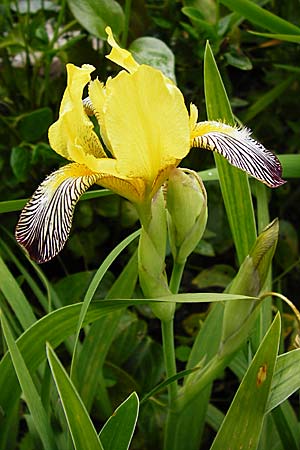 Iris variegata \ Bunte Schwertlilie / Hungarian Iris, D Eichstätt 17.6.2014