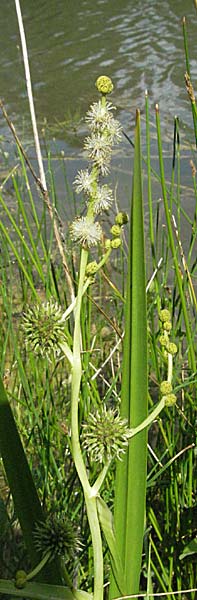 Sparganium erectum s.l. \ stiger Igelkolben / Branched Bur-Reed, D Eisenberg 1.7.2006